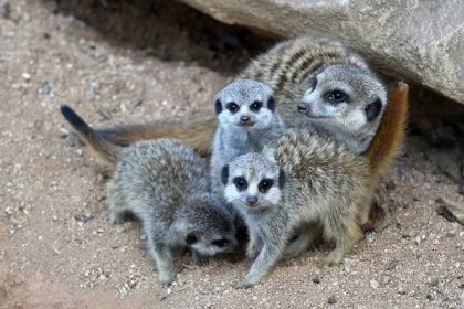 Jau, nekousej mě! V brněnské zoo dovádí mláďata surikat a další nové přírůstky