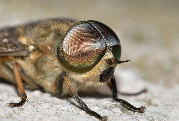 Hmyzu, Diptera, Tabanus