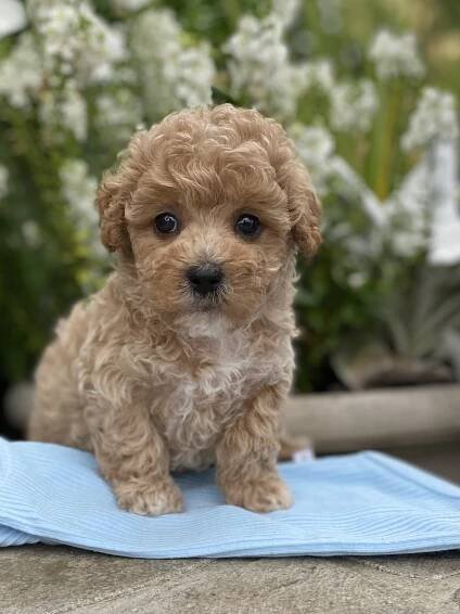 Maltipoo