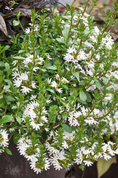 Scaevola aemula Ventia White , Vějířovka, K7