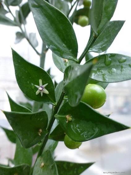 Listnatec ostnitý (Ruscus aculeatus)