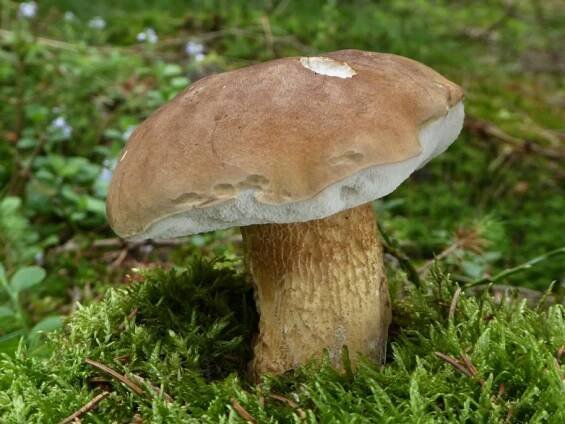Hřib žlučník (Tylopilus felleus)