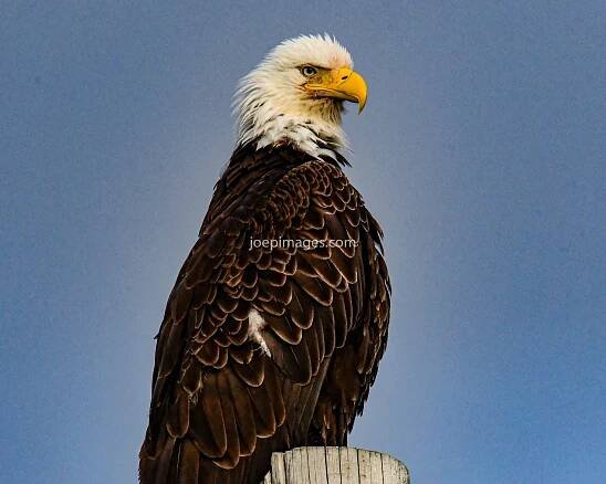 Bald Eagles — JOE P IMAGES
