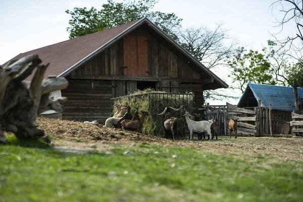 Rodinná farma, kde kozy majú mená - Špajz
