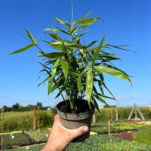 BAMBUS Fargesia Rabusta FORMIDABLE Sazenice 1,2L UNIKÁT
