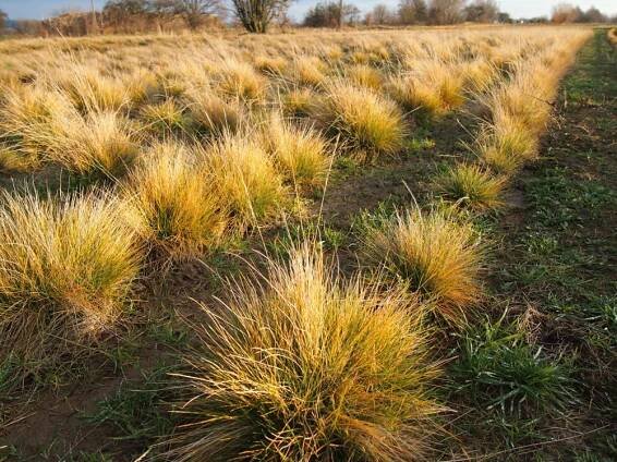 lipnicovité- POACEAE – 5. stránka – PlantaNaturalis.com