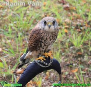 Poštolka obecná - Falco tinnunculus - Foto Radim Váňa