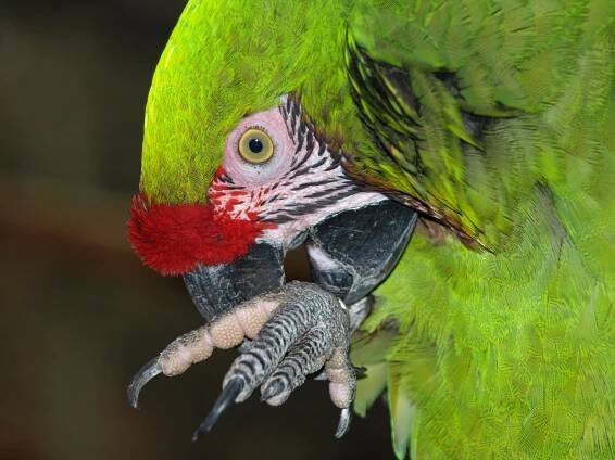 Děčínská zoo zavřela kvůli ptačí chřipce pavilon ptáků