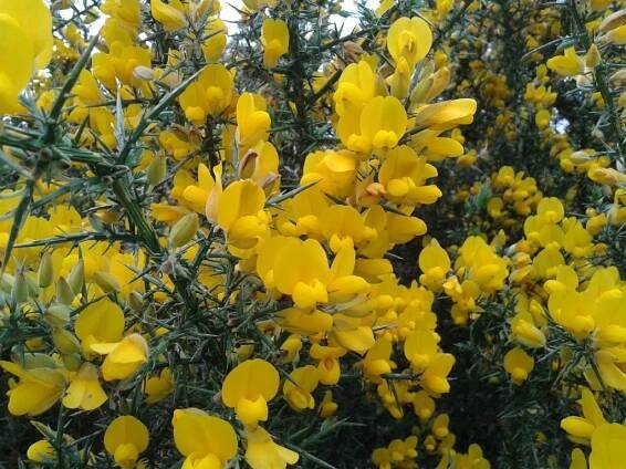 Ulex europaeus (Toxo) 03