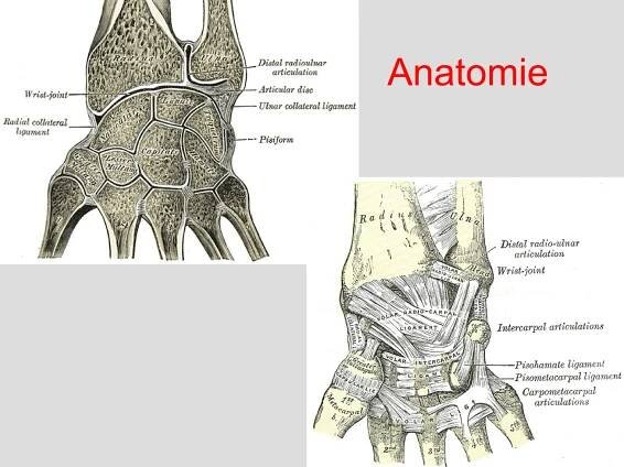 Anatomie
 
