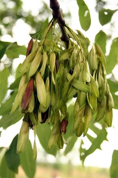Súbor:Fraxinus excelsior 4560.jpg