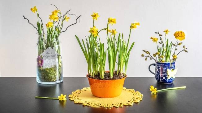 Je tu jaro: Ozdobte dům i terasu dekoracemi s narciskami! - Proženy.cz