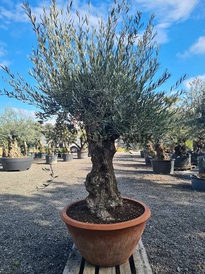 Olivovník Európsky - Bonsai Q75/Q90 - TOP CENA | Olivovníky, citrusy, palmy