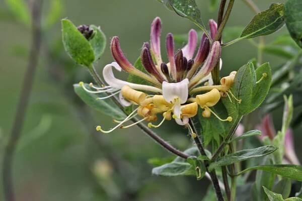 How To Grow And Care For Common Honeysuckle