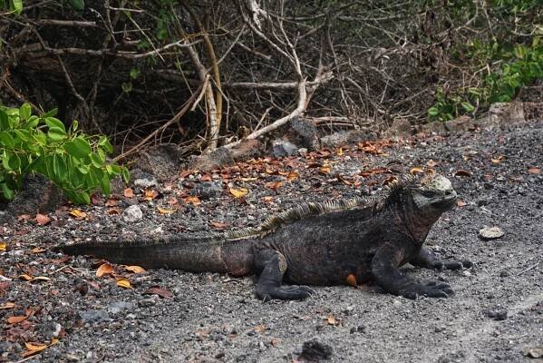 Galapágy – Isabela (2.část) – Evička a Kuba na cestě