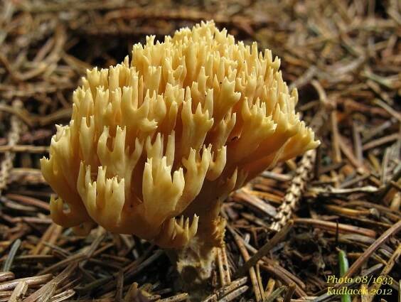 Kuřátka přímá - Ramaria stricta - Kudluv fotoatlas hubKudluv fotoatlas hub
