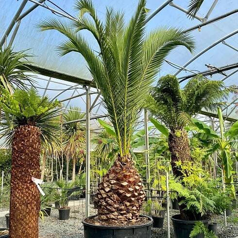 Phoenix canariensis