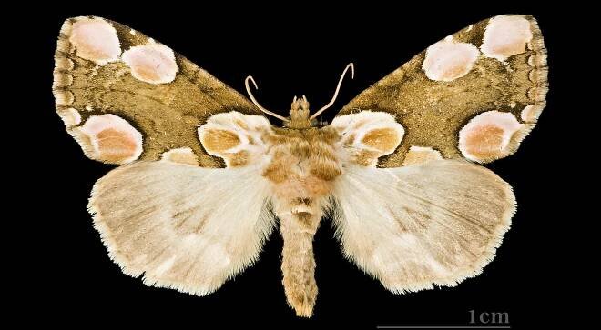 Thyatira (moth)