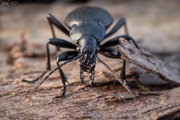 Střevlík kožitý (Carabus coriaceus) – Ondřej Nágl