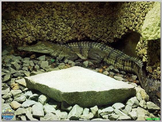 Krokodýlí zoo Protivín