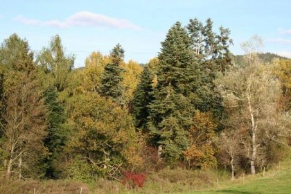 Jihlava musí v největším městském parku pokácet 84 stromů