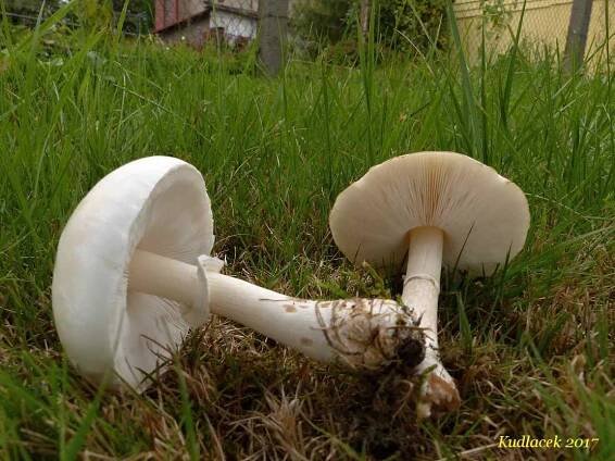 Bedla zardělá - Leucoagaricus leucothites - Kudluv fotoatlas hubKudluv fotoatlas hub