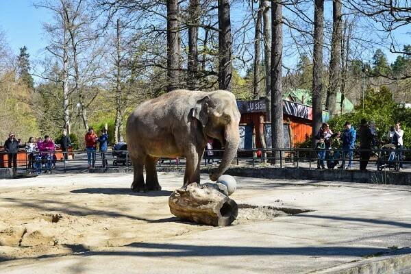 Modernější zoologická, botanická otevřená lidem. Noví ředitelé mají řadu plánů