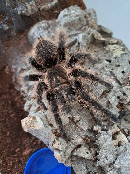 Avicularia, Caribena aj. ŽE B02 - Modřany (Hlavní město Praha), Prodám | ChovZvířat.cz