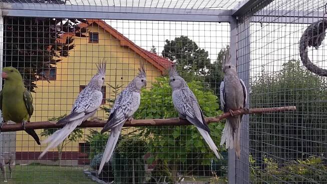 Prodám korely bělohlavé perlové | iFauna.cz