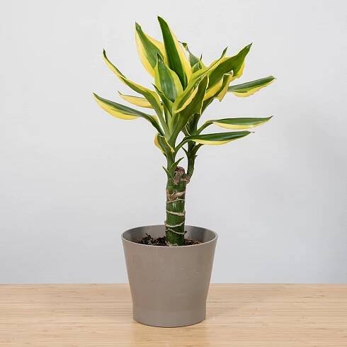 Dracaena fragrans 'Gold Coast' Ø11cm