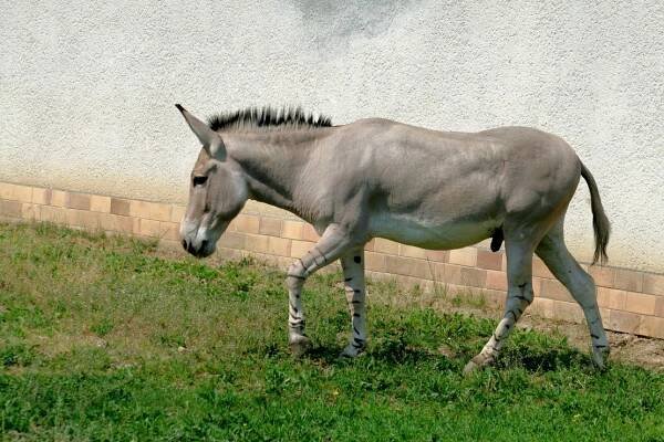 Koňovití - Novinky - V ústecké zoo mají po šesti letech hříbě osla somálského | ZakBook