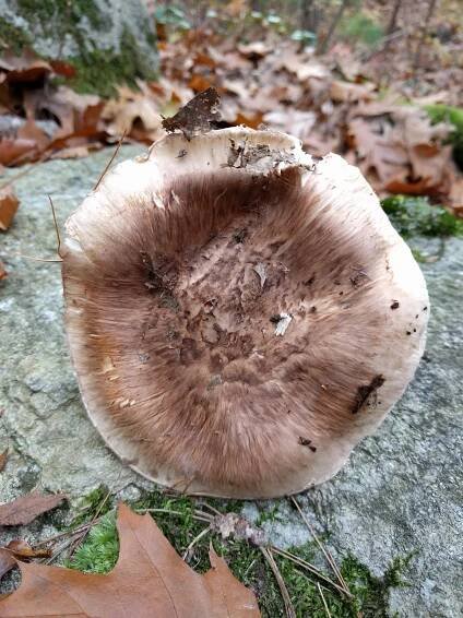 Tricholoma caligatum: Nejlepší průvodce houbami