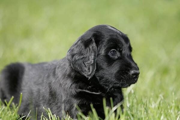 black flat-coated retriever puppy lying in grass