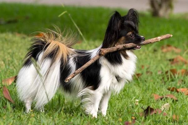 Plemeno psa Papillon: foto, popis plemene, orientační cena.