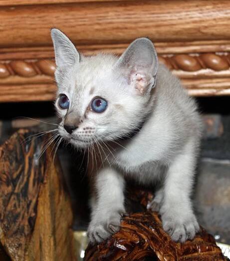 Andromeda’s first litter at SIX weeks