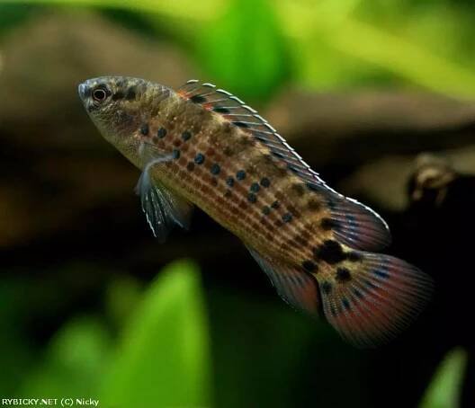 Ostnáč barmský - Badis ruber