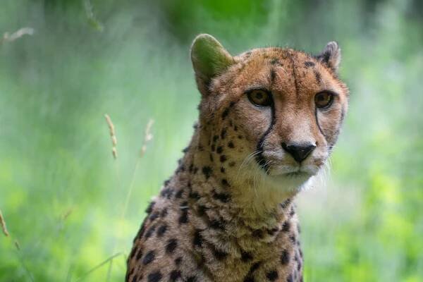 Gepard 8