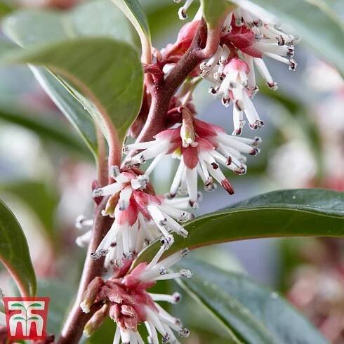 Sarcococca hookeriana 'Winter Gem' plants | Thompson & Morgan