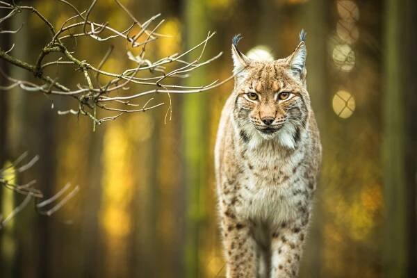 Domácí mazlíček jako potrava pro šelmy: zoo žádá o darování koní, morčat i králíků
