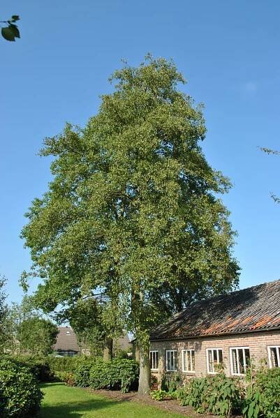 Alnus cordata