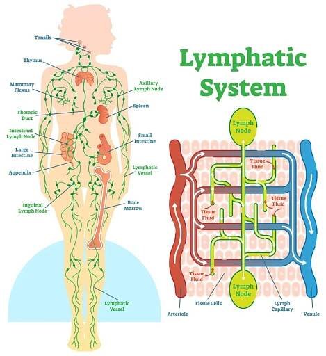 Lymfatický systém anatomické vektorové ilustrace diagram, vzdělávací systém lékařských. — Ilustrace