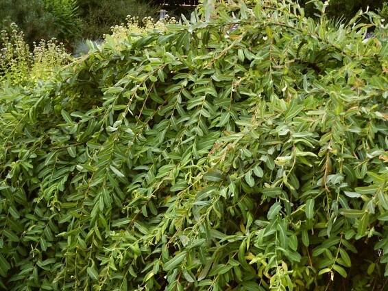 Salix integra Pendula