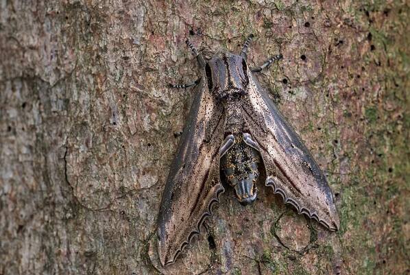 Apple Hawkmoth - Langia zenzeroides, krásná velká jestřábí můra z jihovýchodoasijských lesů a lesů, Thajsko. — Stock obrázek