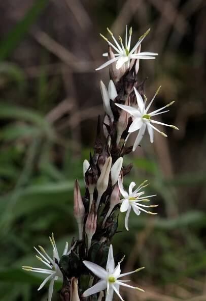 Chlorophytum – eFlora of India