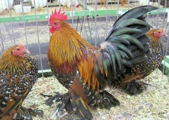 two roosters standing next to each other in a cage