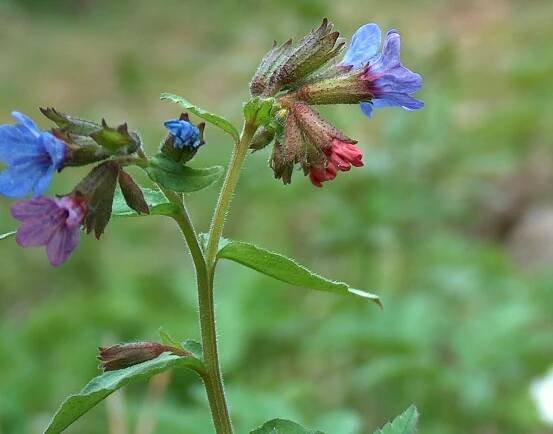Soubor:Pulmonaria obscura Lehtoimikkä H3437 C.jpg – Wikipedie