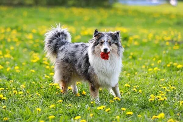 Modrý merle shetland ovčák Sheltie se starým červeným míčkem v puse. — Stock obrázek