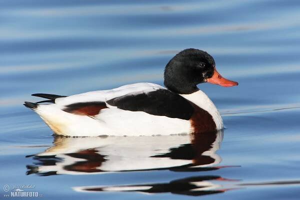 Husice liščí | Naturfoto.cz