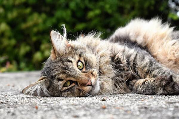 La caspa en gatos se puede deber a su dieta