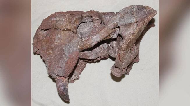 Why do only mammals have tusks? Study traces their surprising origins